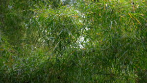 Taksasi Produksi Daun Kayu Putih