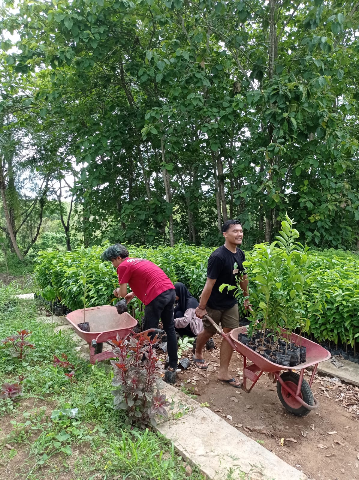 Bantuan Bibit (1)