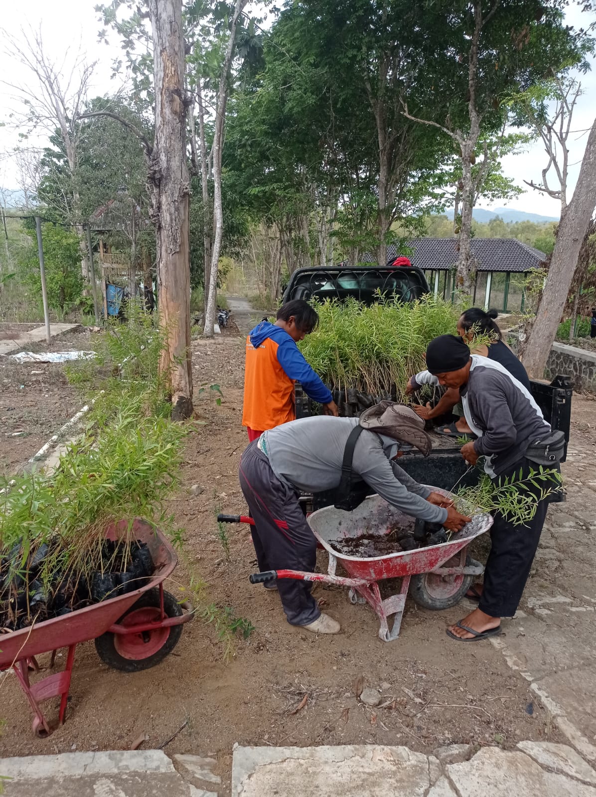 Bantuan Bibit (2)