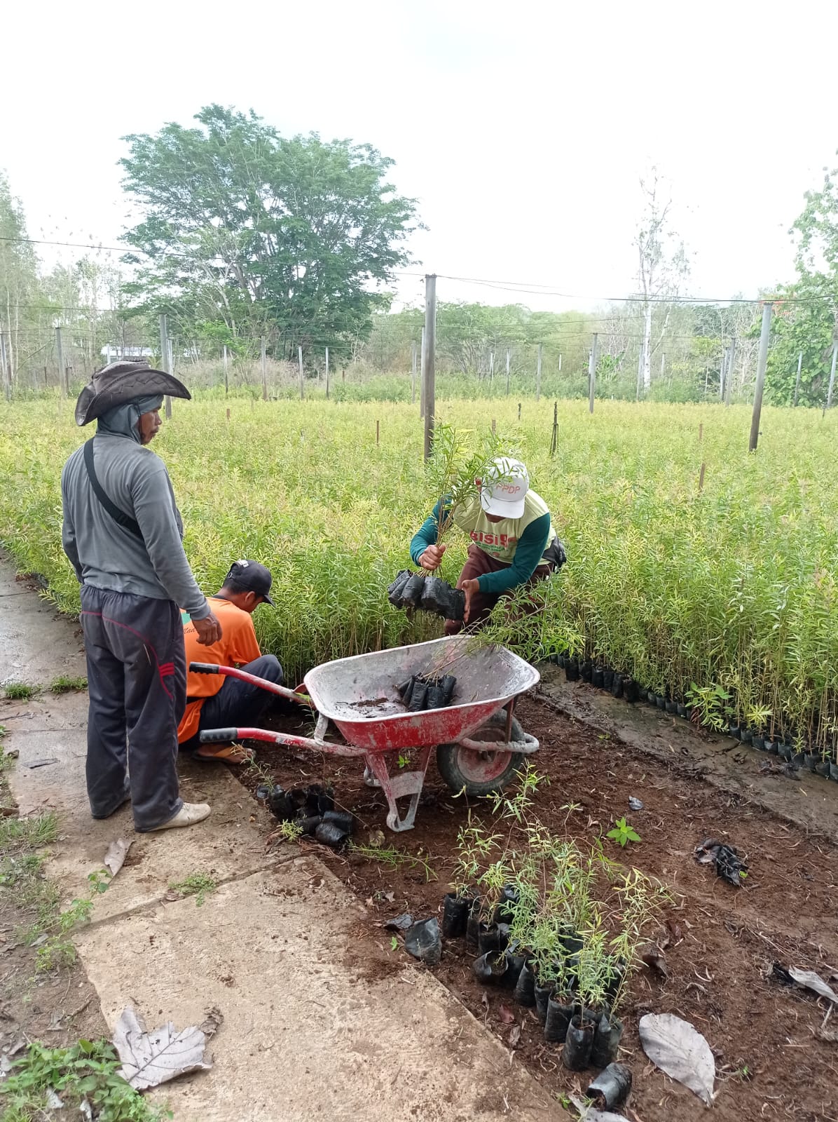 Bantuan Bibit (4)