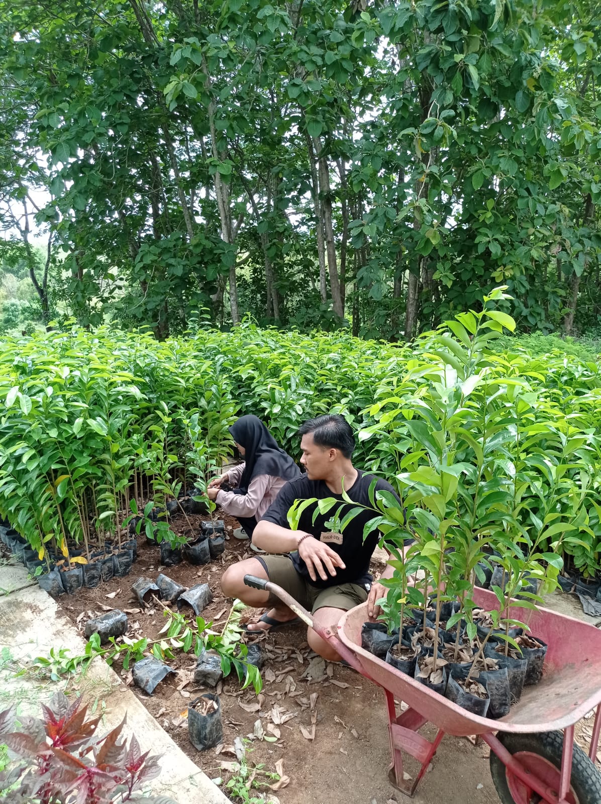 Bantuan Bibit (6)