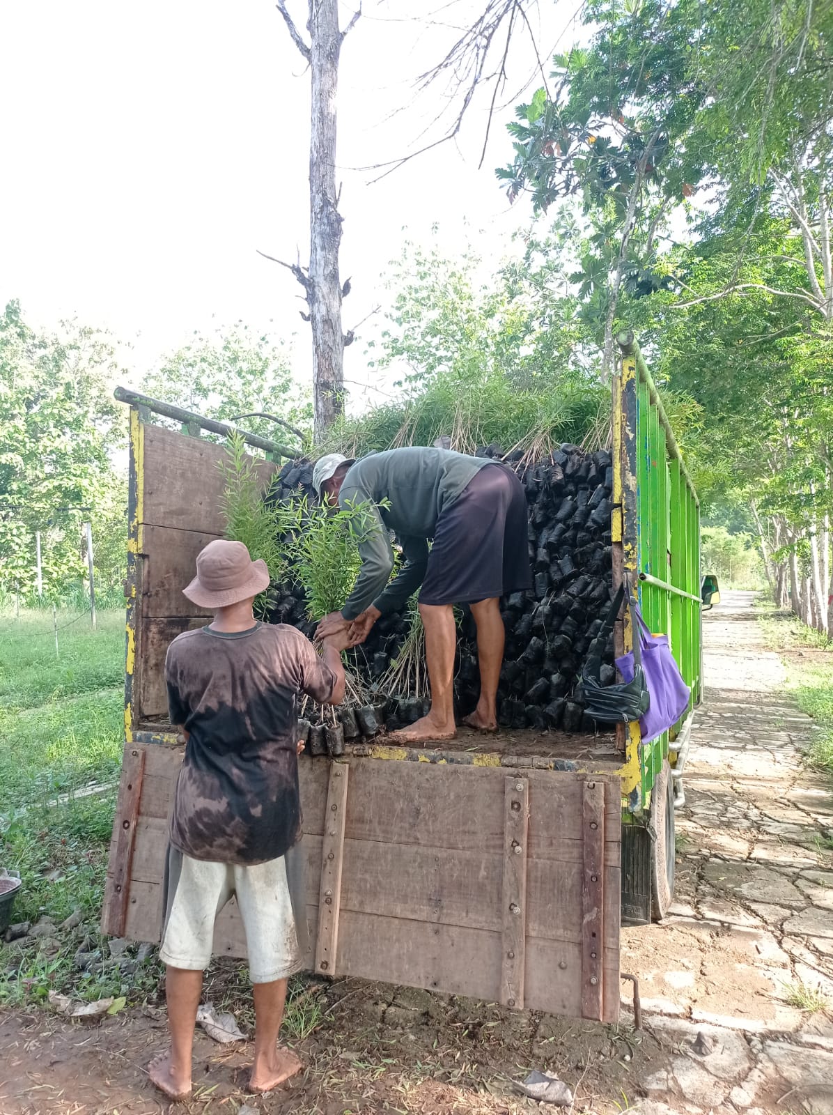 Bantuan Bibit (7)