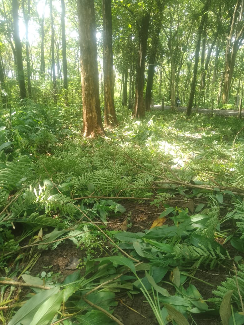 Sumber Benih Jati Kalisat (Pembersihan Bawah Tegakan)