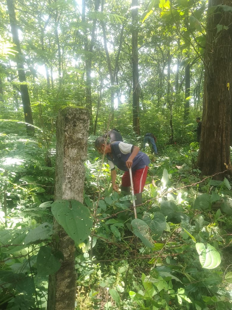 Sumber Benih Jati Kalisat (Pembersihan Bawah Tegakan)