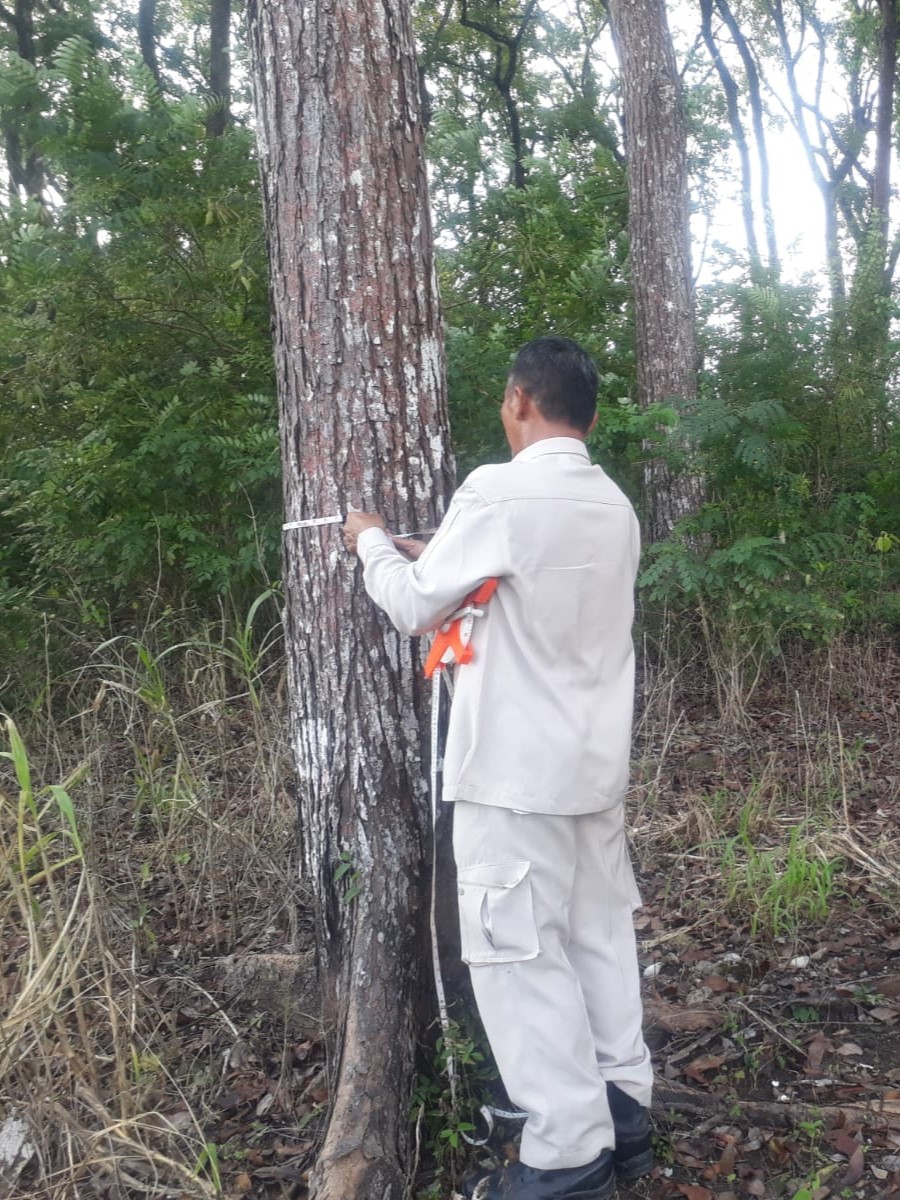 Sumber Benih 1