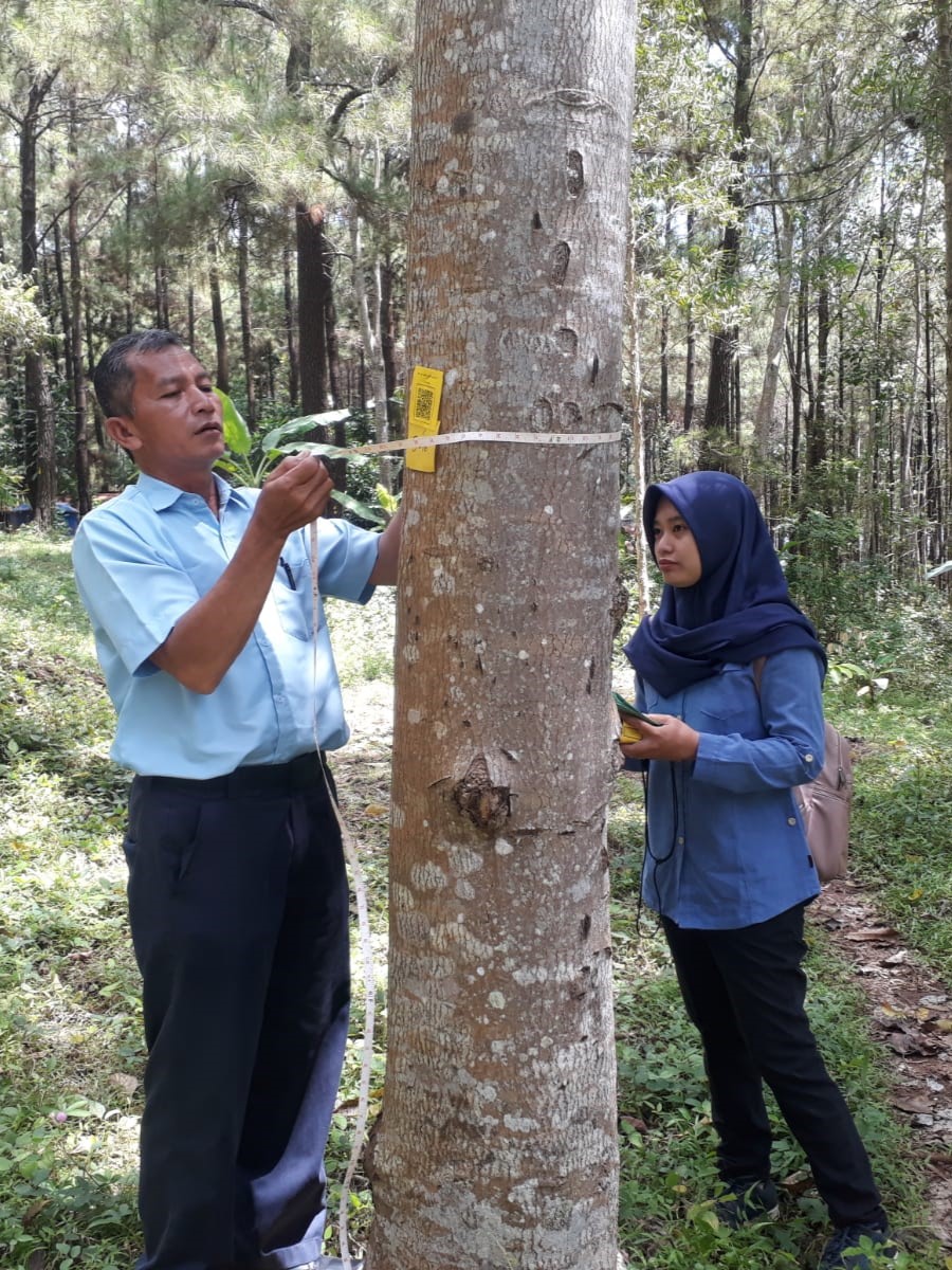 Sumber Benih 2